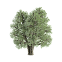 aceituna árbol aislado en transparente lona png