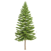 Fir plant plant on isolated Canvas png