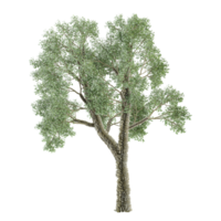 3d tolkning av oliv träd png