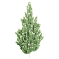 3d rendering of Flowering fir tree png
