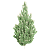 3d representación de floración abeto árbol png