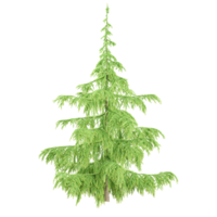 coniferous tree on isolated background png