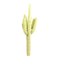 3d representación de cactus en transparente lienzo. png