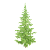 3d rendering of coniferous tree on canvas png
