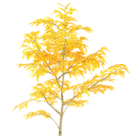 3D rendering of Maple ,trees on tranparent canvas png