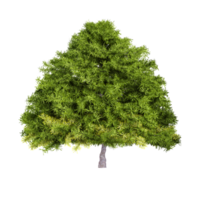 3D rendering of Spruce in transparent Canvas png