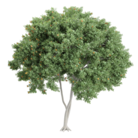 3d rendering of Flowering Acacia tree png