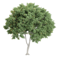 3d representación de floración acacia árbol png