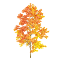 3d representación de floración arce hoja árbol png