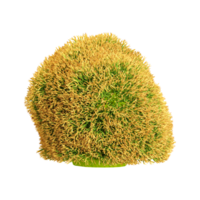 3D rendering of Cetraria islandica Fungi in transparent Canvas png