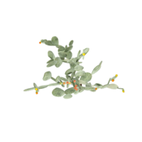 3d rendering of Flowering Barbary fig Cactus from the top view png