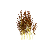 3d rendering of Flowering Common Reed png