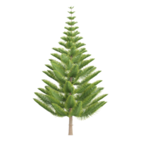 3D rendering of Fir plant in transparent Canvas. png