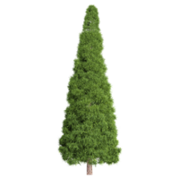 Momi fir tree isolated on Camvas png