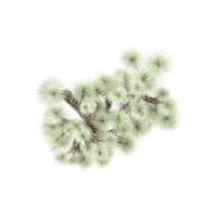 3d rendering of Flowering Joshua tree from the top view png