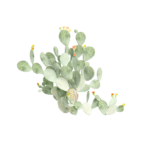 3d rendering of Flowering Barbary fig Cactus png