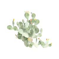 3d rendering of Flowering Barbary fig Cactus png