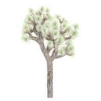 3d representación de floración Joshua árbol png