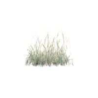 grass with isolated on canvas, 3d rendered png