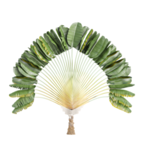 venala madagascariensis isolato su trasparente tela png