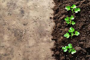 Earth with grass sprouts on a gray textured background. Seedlings in the soil. Regenerative and sustainable concept photo