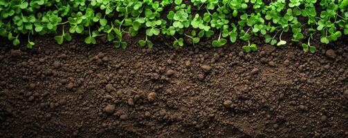 Earth with grass sprouts. Seedlings in the soil. Regenerative and sustainable concept photo