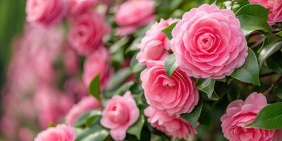 Bouquet of camellia flowers. Floral delicate background with copy space photo