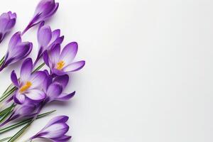 Crocus flowers on a white empty background with copy space. Floral background photo