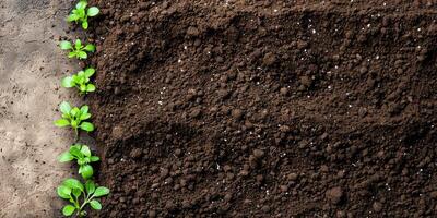 Plant sprouts in the ground, top view. Earth background. Seedlings in the soil. Regenerative and sustainable concept photo