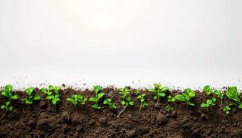 Earth with grass sprouts on a white background. Seedlings in the soil. Regenerative and sustainable concept photo