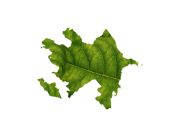 Azerbaijan map made of green leaves, concept ecology Map green leaf png