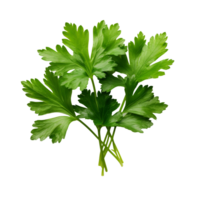 Fresh parsley herb isolated on transparent background png