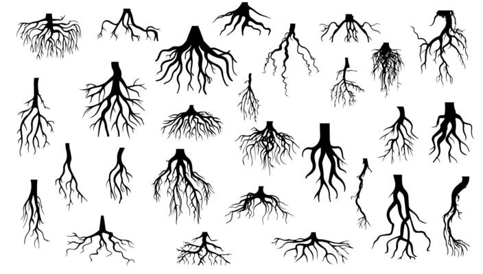 Tree roots silhouette isolated on white. illustration plant forest design and environment ecology. Branch art tree and garden shape stem drawing.
