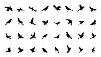 siluetas de aves garabatear colocar. negro colección diseño animal dibujos animados para naturaleza. elemento gráfico dibujo bosquejo y aislado blanco antecedentes. resumen decoración símbolo vector