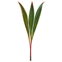 Dracaena leaf long sword shaped leaf with red and green striped variegation Dracaena marginata png