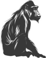 Silhouette Mandrill animal black color only vector