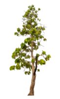 verde albero isolato su trasparente sfondo png