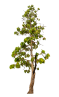 Green tree isolated on transparent background png