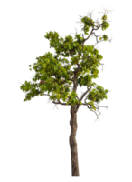 Green tree isolated on transparent background png