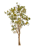 Single Baum isoliert auf transparent Hintergrund png