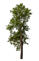 Green tree isolated on transparent background png