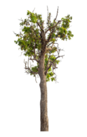 Green tree isolated on transparent background png