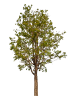 Green tree isolated on transparent background png