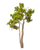 vert arbre isolé sur transparent Contexte png