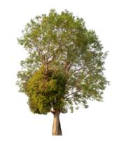 Single tree isolated on transparent background png