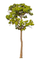 singolo albero isolato su trasparente sfondo png