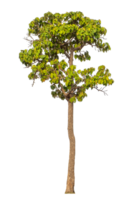 Single tree isolated on transparent background png