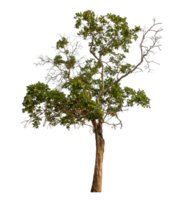 Green tree isolated on transparent background png