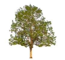 Green tree isolated on transparent background png