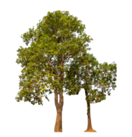 Single tree isolated on transparent background png